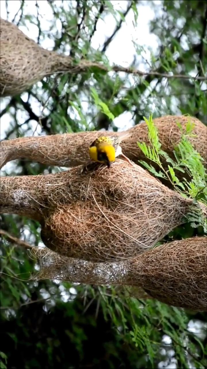 纺织鸟编制的窝,简直是超级工艺品
