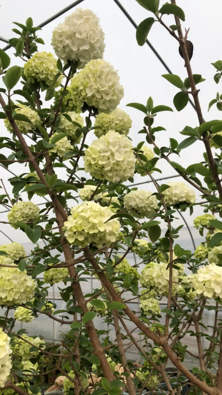 春天开的花#中华木绣球,又名斗球,除开绿色,全开为白色.