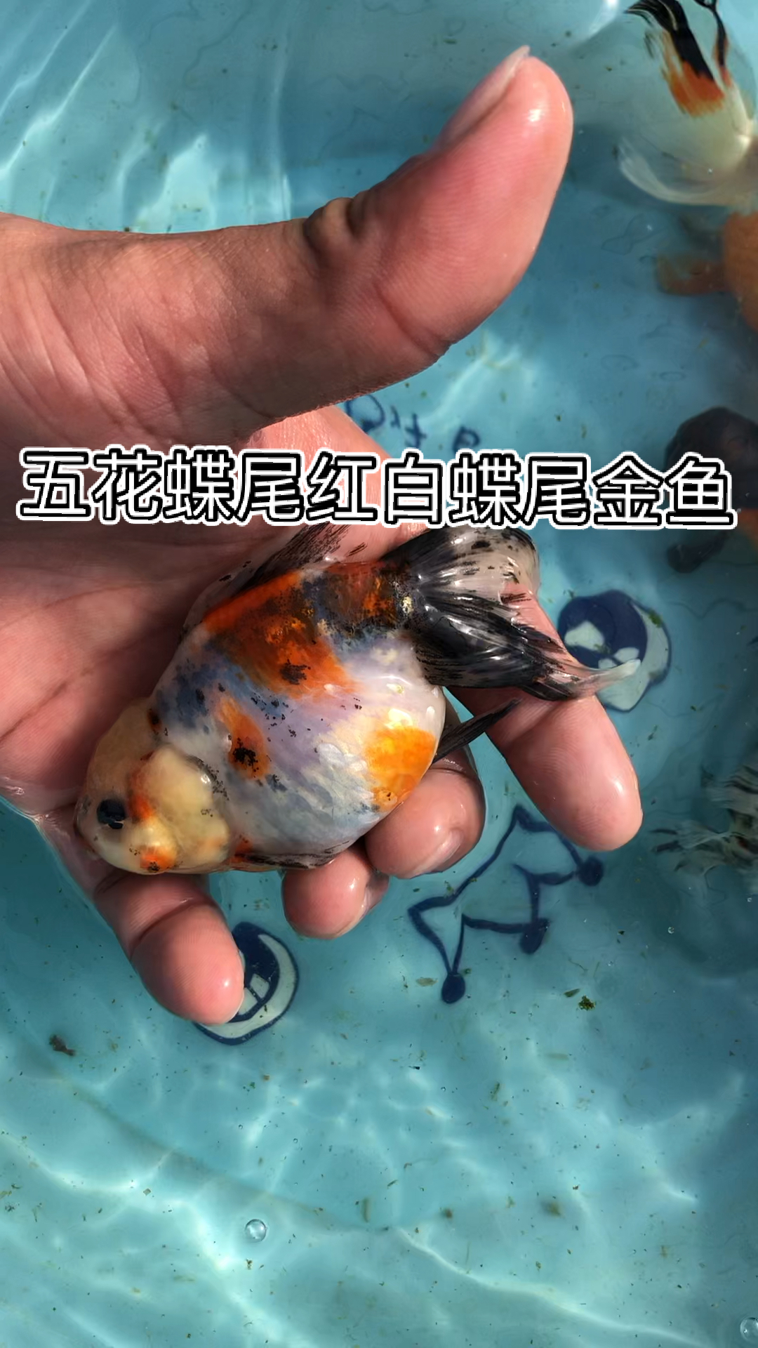 金鱼#五花蝶尾红白蝶尾纯白蝶尾自家鱼塘养殖非常漂亮可视频选鱼