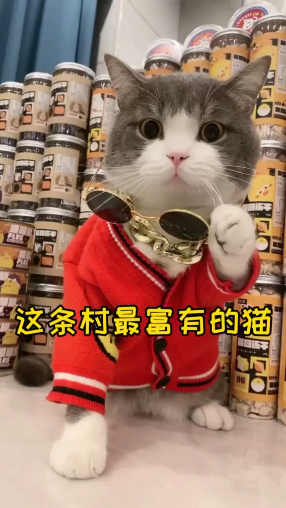 土豆说我不装了我摊牌了我就是这条村最富有的猫