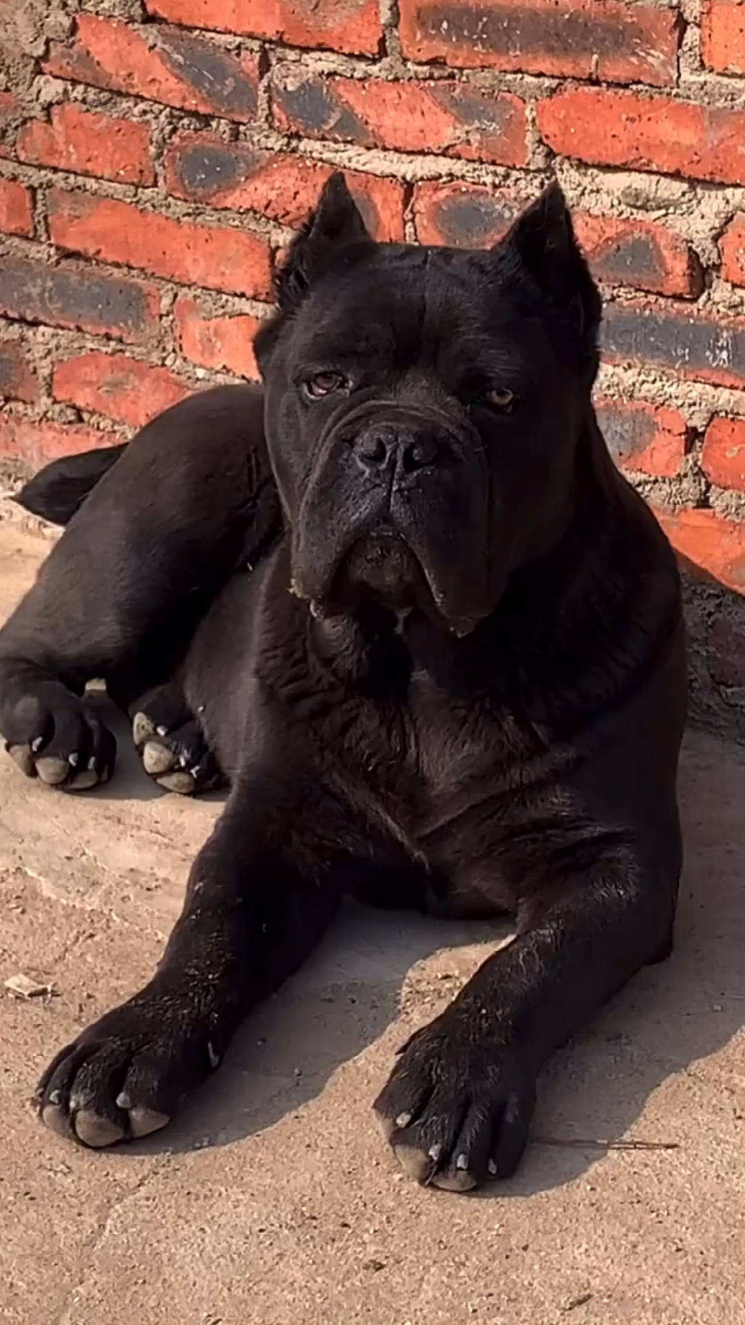 卡斯罗#霸气卡斯罗