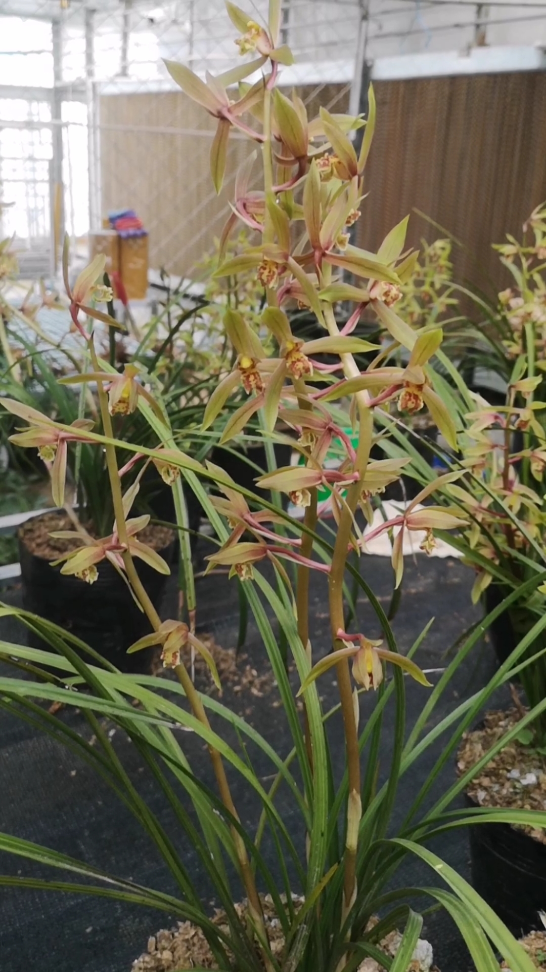 浓香蕙兰开花啦一大早起来香喷喷