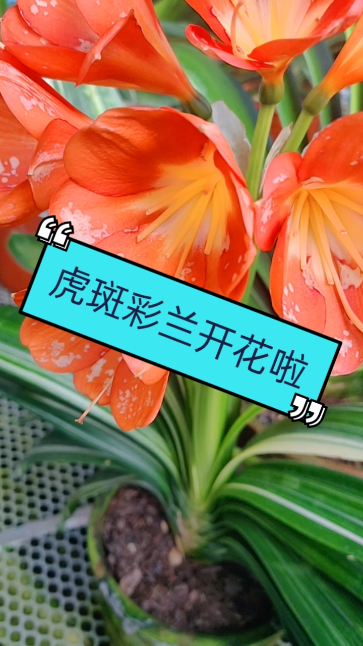 最美君子兰虎斑彩开花啦漂亮吗