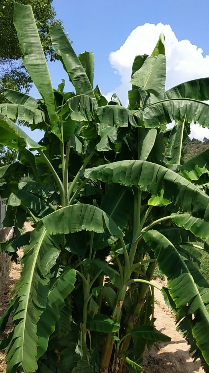 音为有你#着一身绿裳,太漂亮了啊!蕉树美美的!