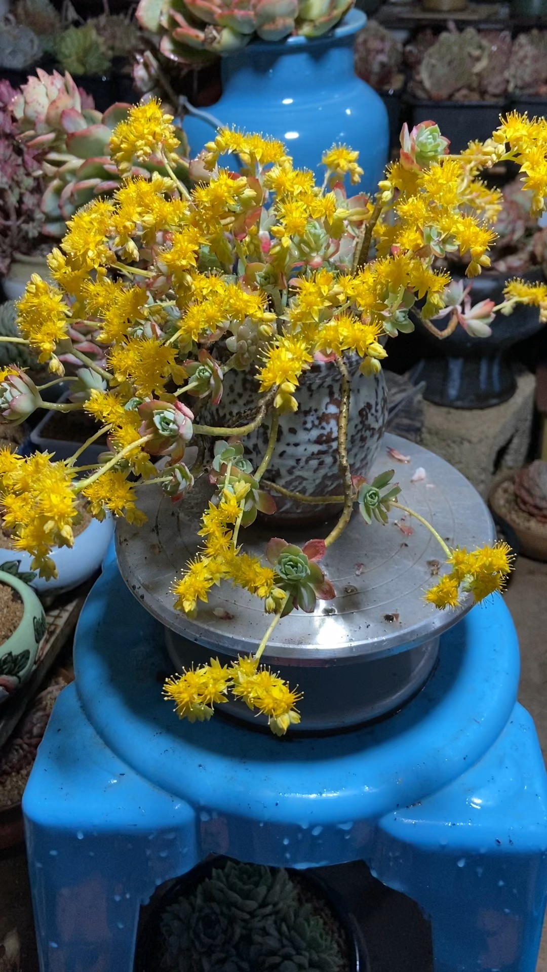 薄化妆开花超级美
