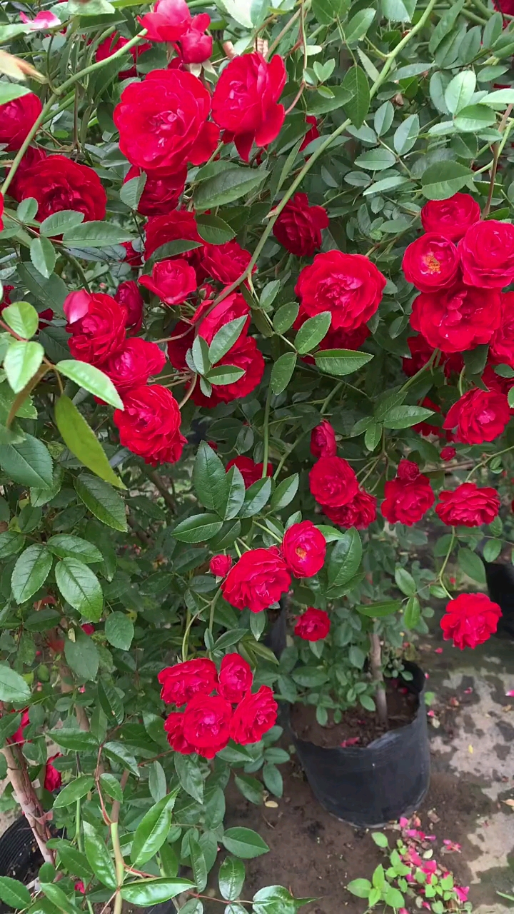 藤本四季红木香,花量特别多