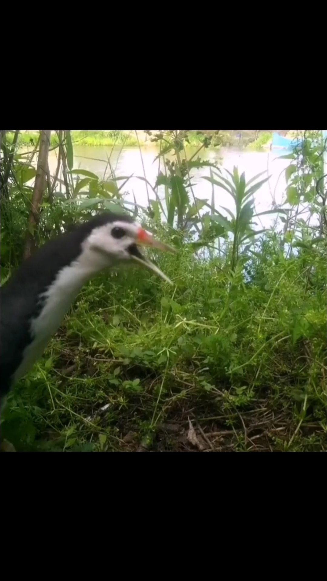白面水鸡,鸟类声音最雄亮的一类