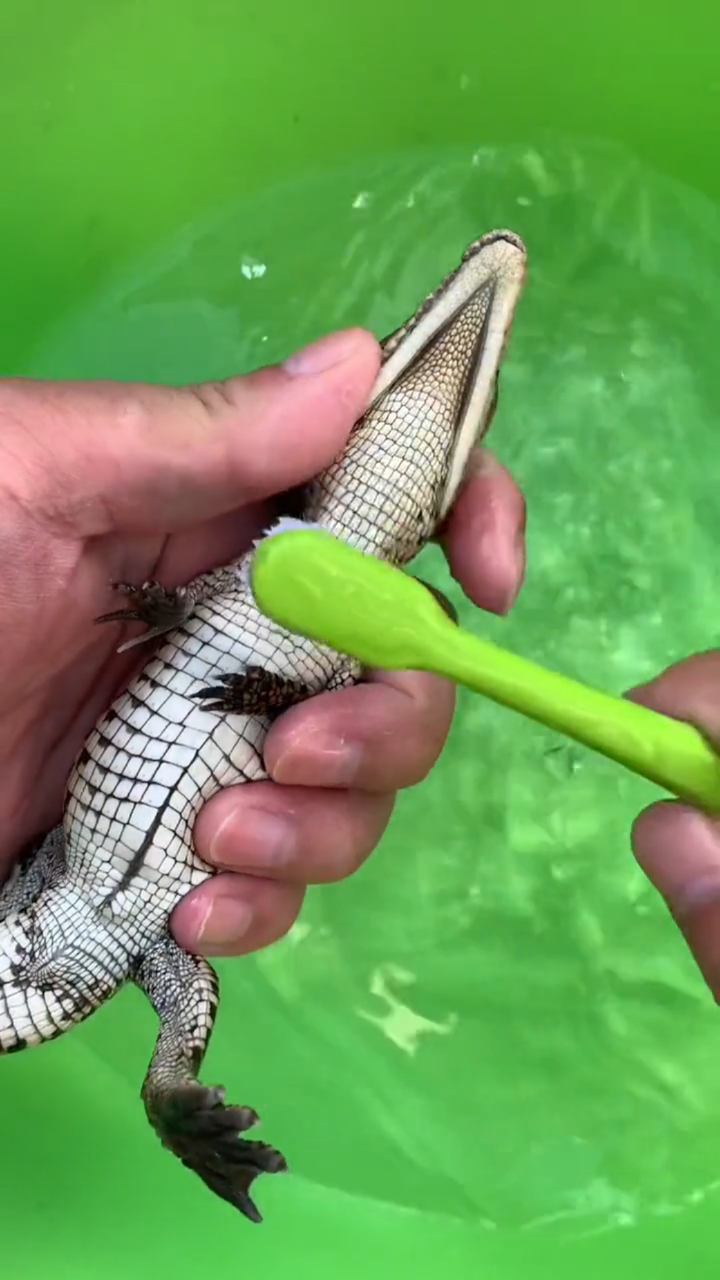 人工养殖小鳄鱼