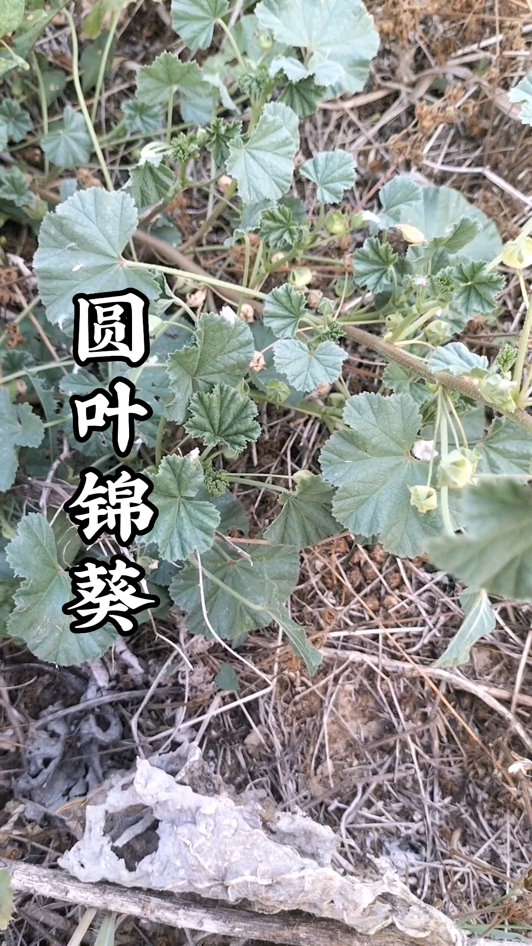 田间地头最常见的一种开着很小的淡紫色的植物圆叶锦葵,别名野葵以根