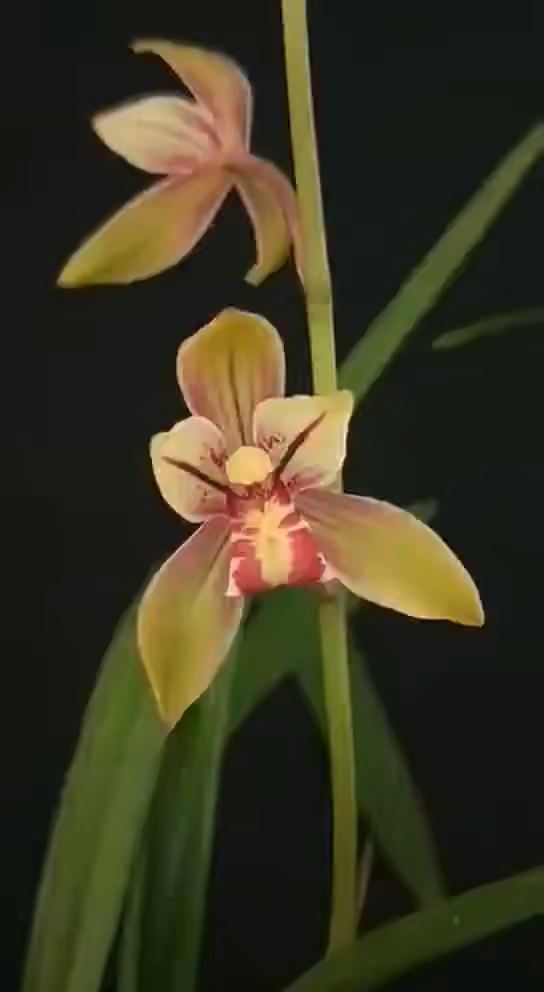 兰花#建兰玉如娇