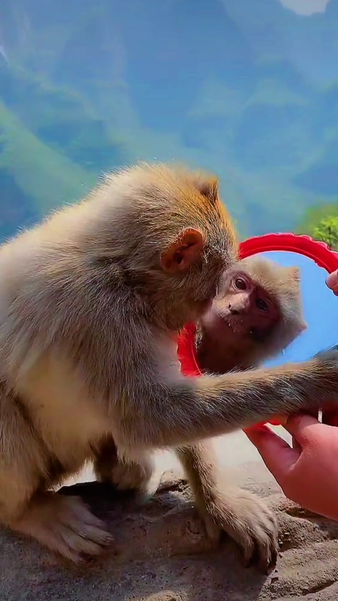 保护野生动物#猴子照镜子以后""
