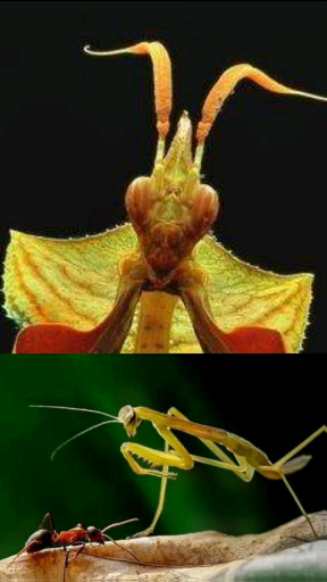 昆虫记书摘～螳螂