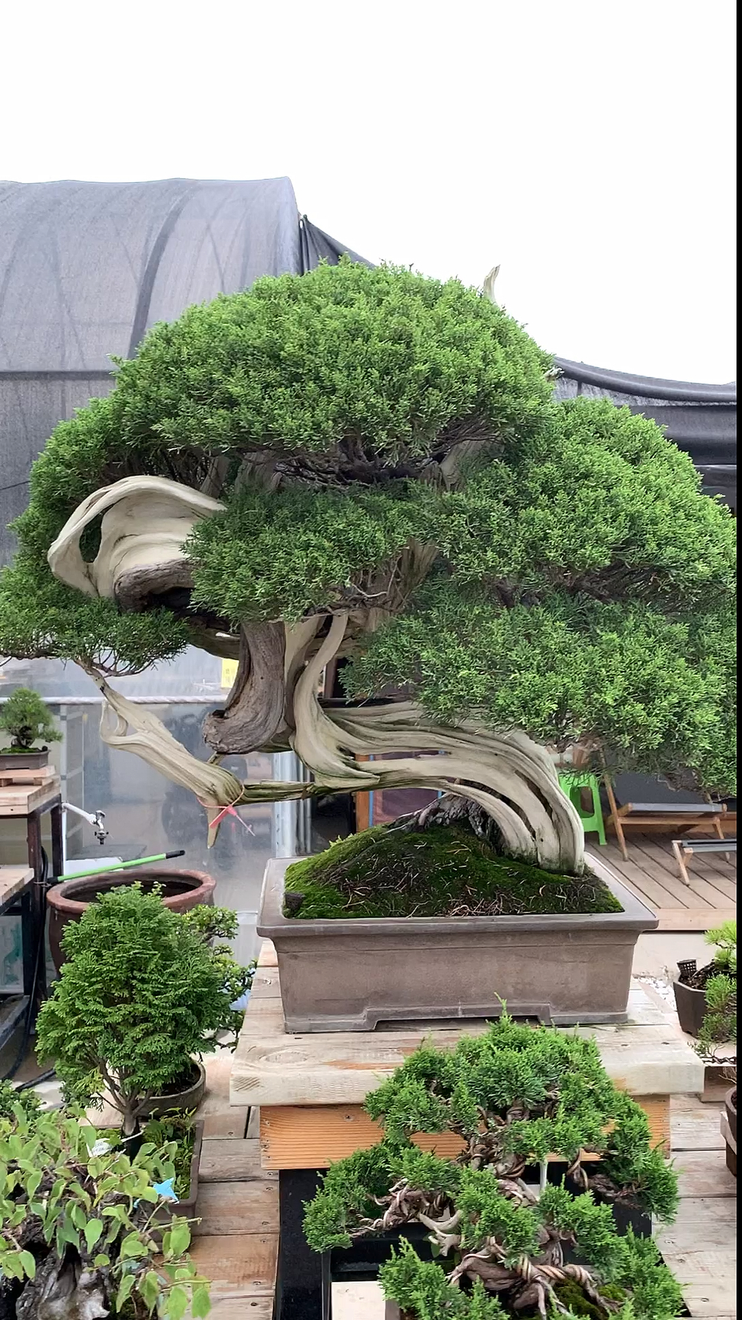 我要上热门#价值百万的真柏盆景!牛货哦