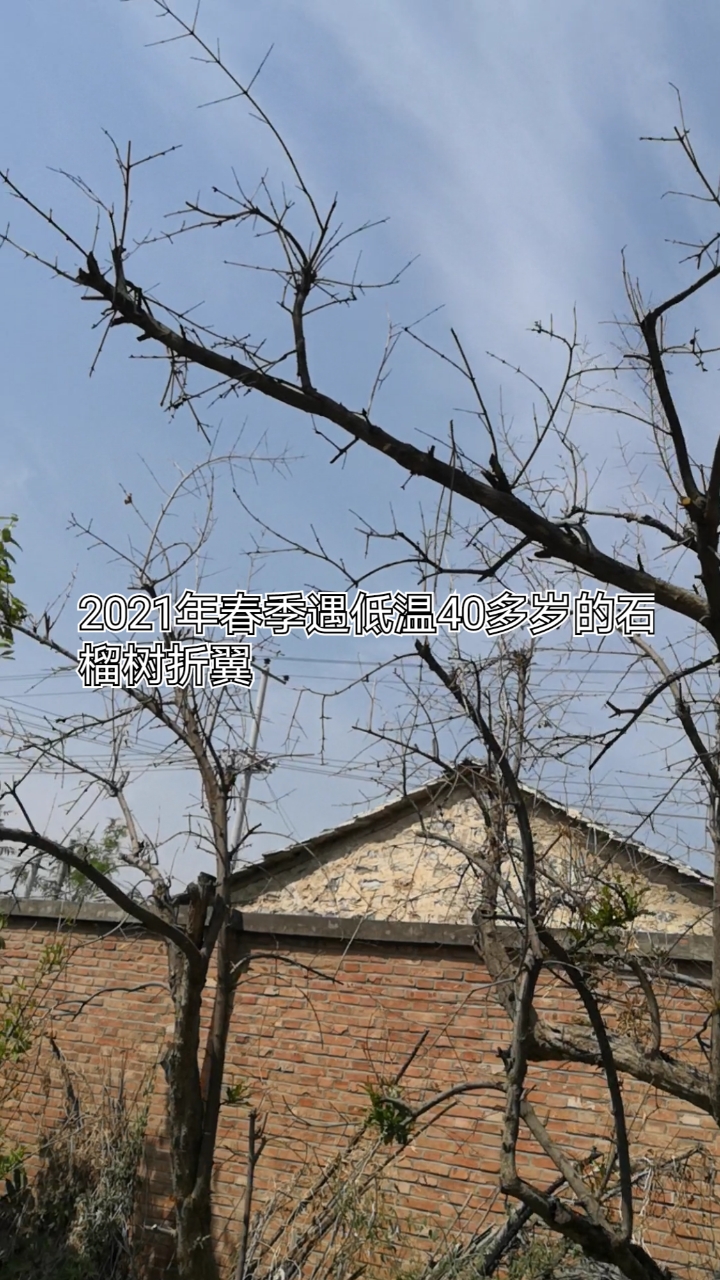 20210511河北省保定四十多岁的石榴树遇罕见低温侧枝全被冻死了!