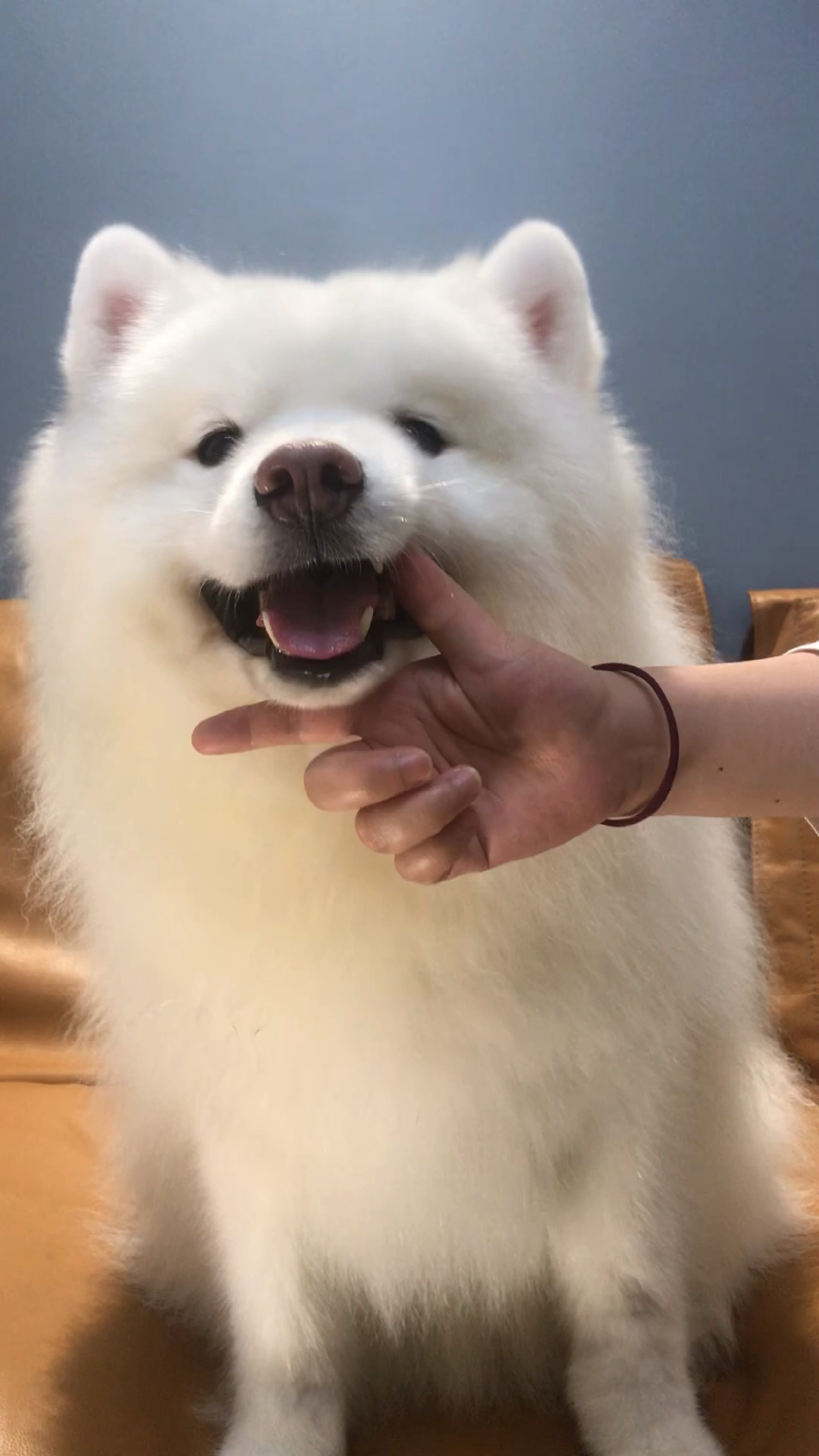 宠物最可爱的样子#这是一只伸手就会卖萌的小狗狗