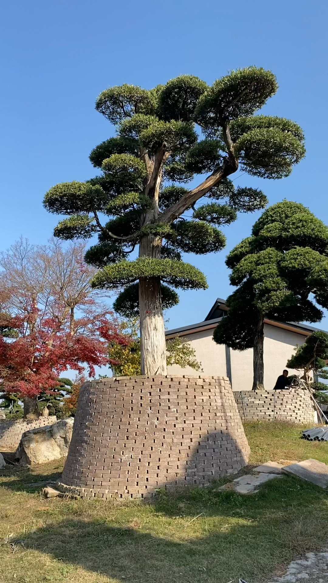 百万修剪罗汉松