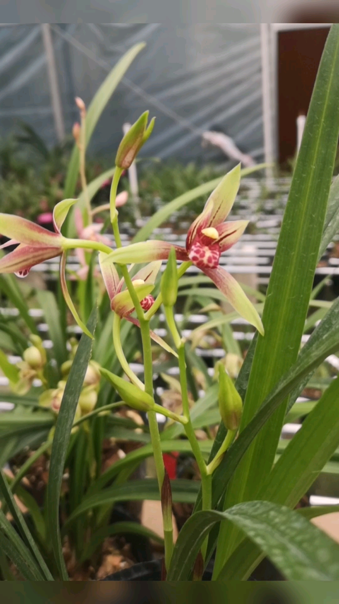 新城市新生活#建兰逸红双娇,人称"小国魂",建兰中的经典色花.