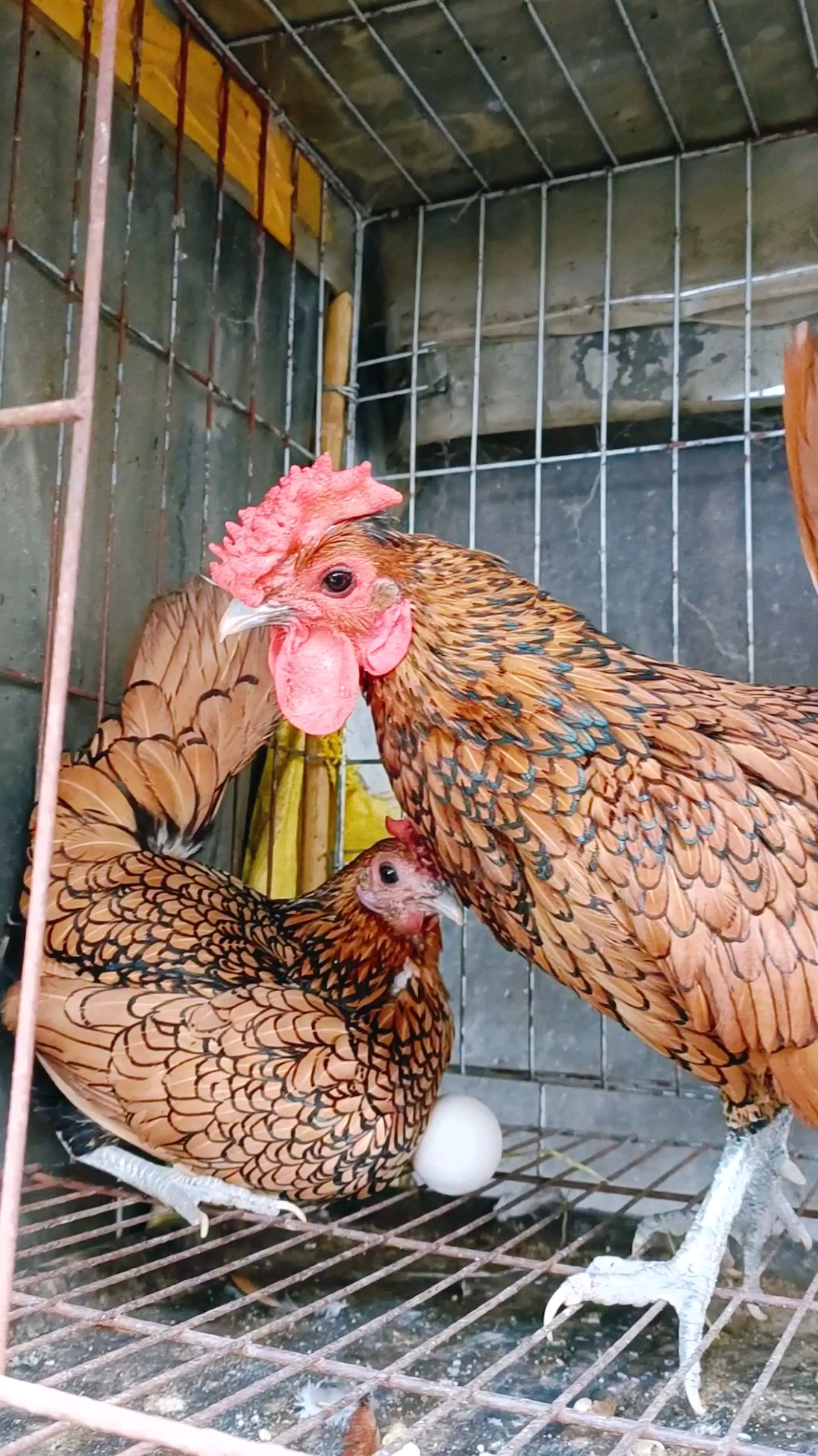 在秋季之后波兰鸡特别好育苗,感谢遇见,养鸡技术指导