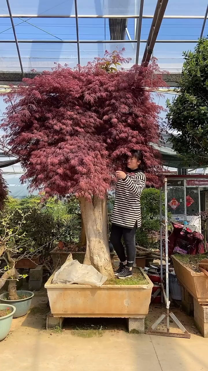 精品造型羽毛枫,耐寒耐旱,南北方都可以栽植