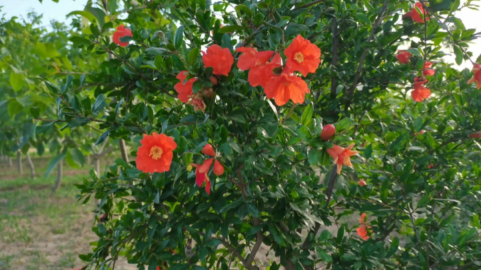 乡村生活#荥阳的软籽石榴花.