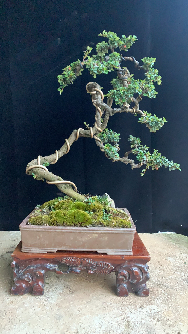 精品白花珍珠地石榴喜欢分享转发