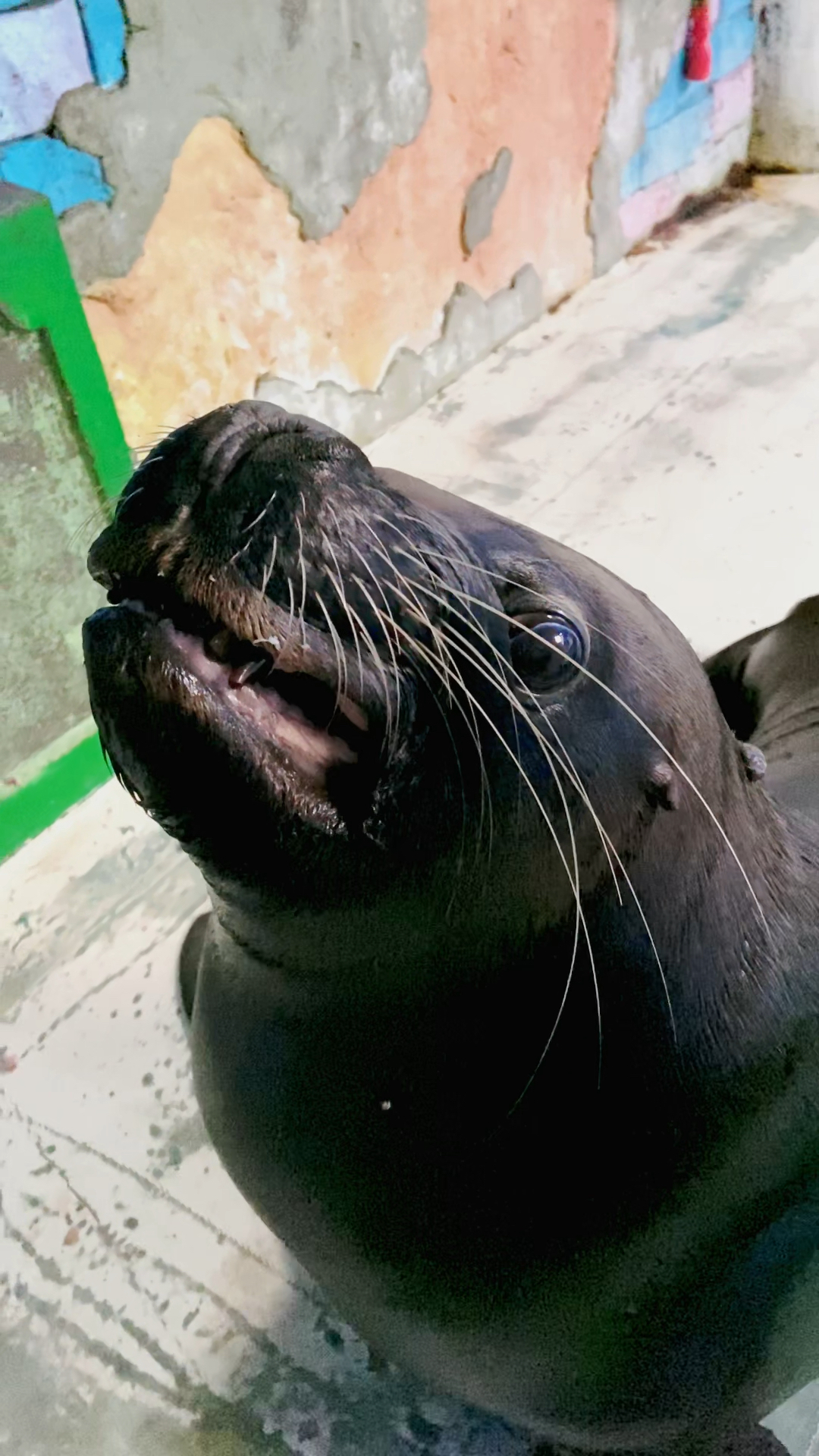 家有萌宠#海狮宝宝表情可不可爱