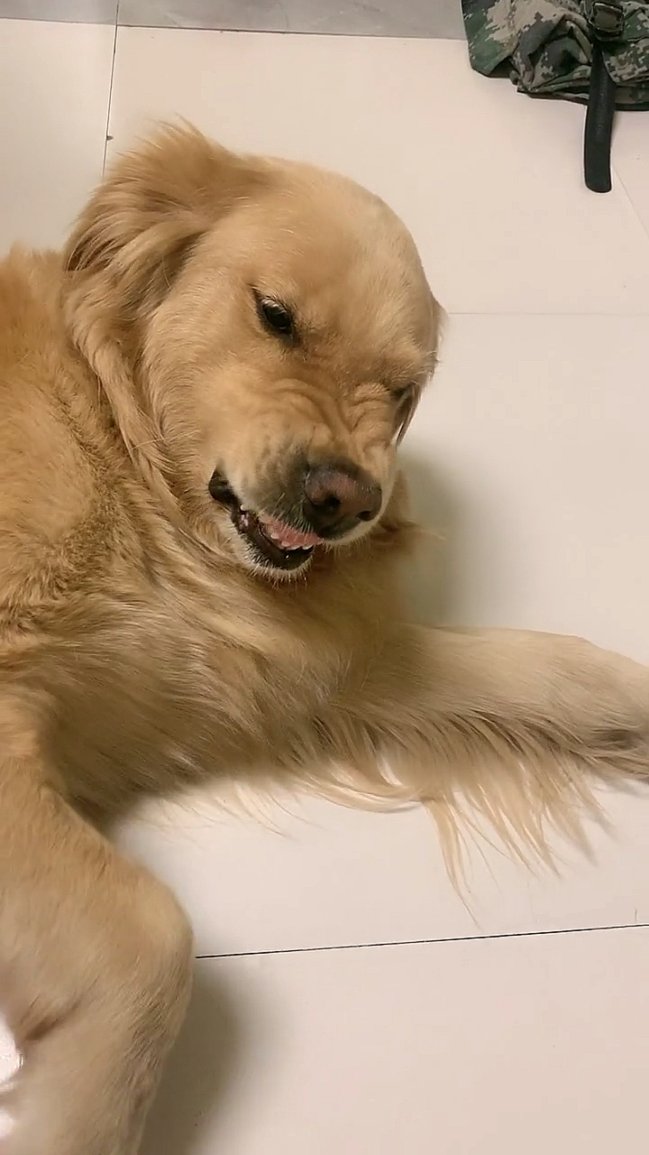 狗狗最可爱#让你笑一个就这么勉强吗.