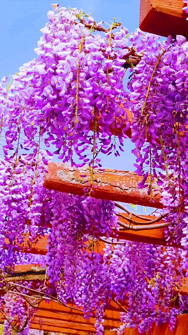 紫藤花寓意紫气东来开花浓香型耐寒耐旱南北方都可以栽植