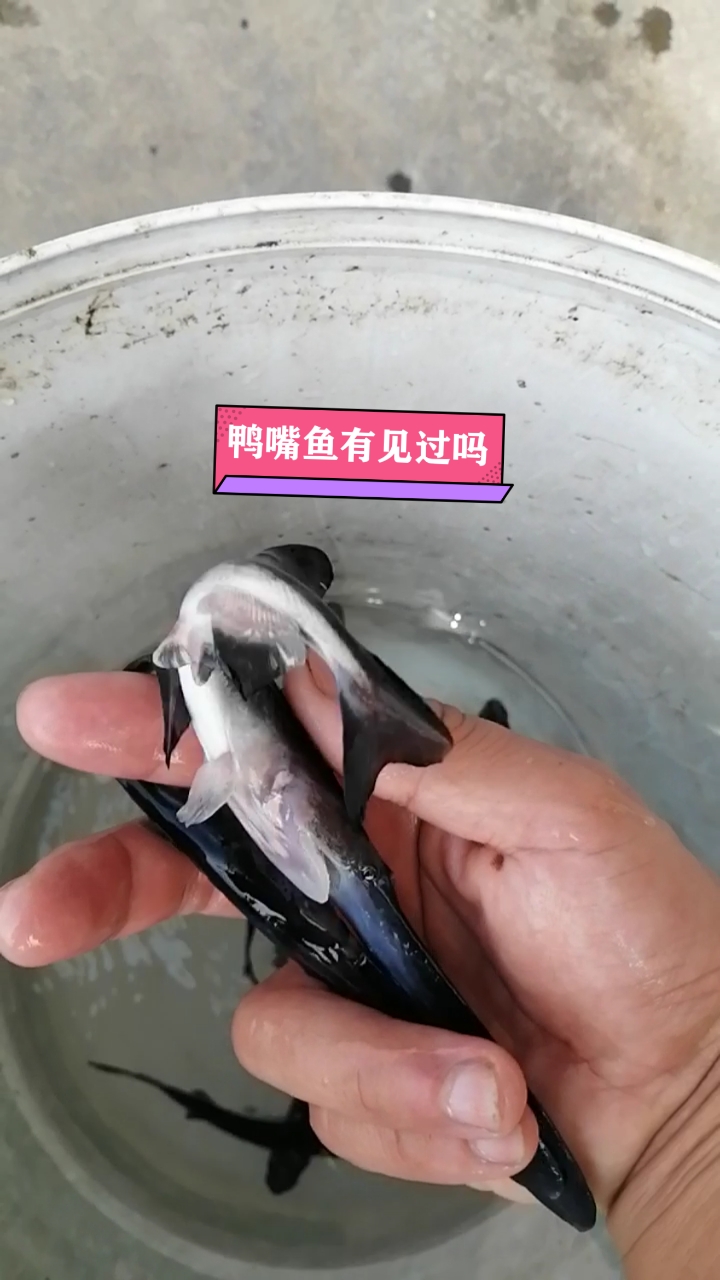 这就是传说中的鸭嘴鱼,嘴巴长得跟鸭子嘴巴一样!