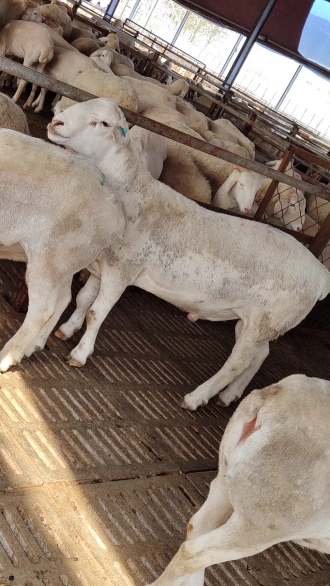 澳洲白种公羊体重200多斤