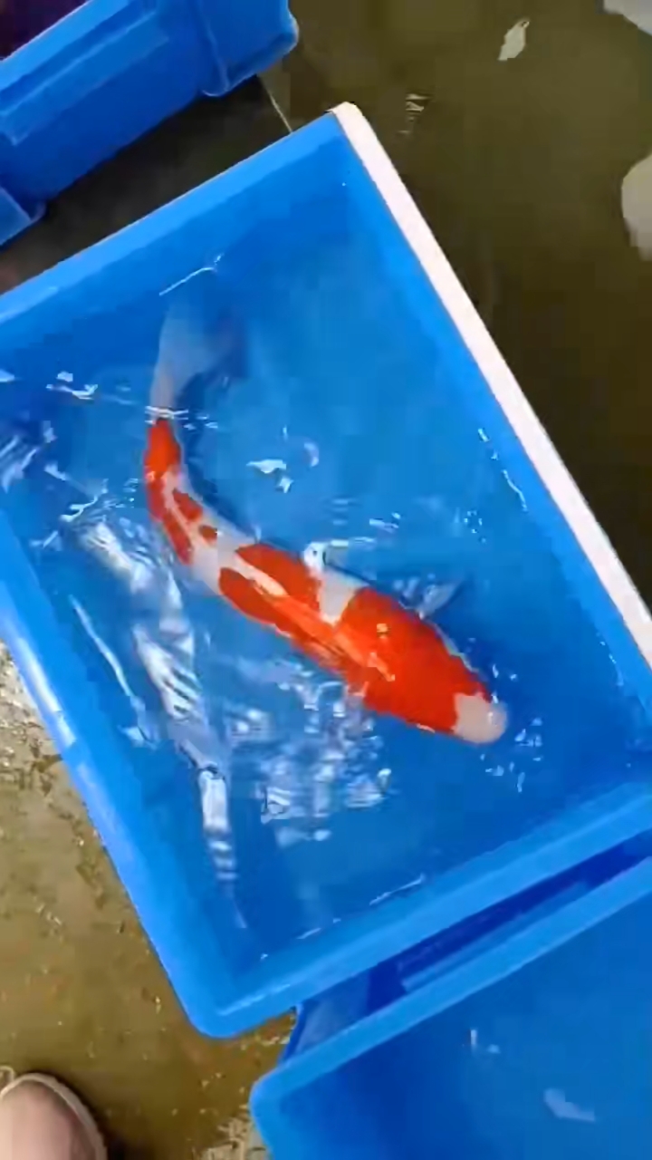 锦鲤#漂亮红白大二段背侧面漂亮38厘米左右288元