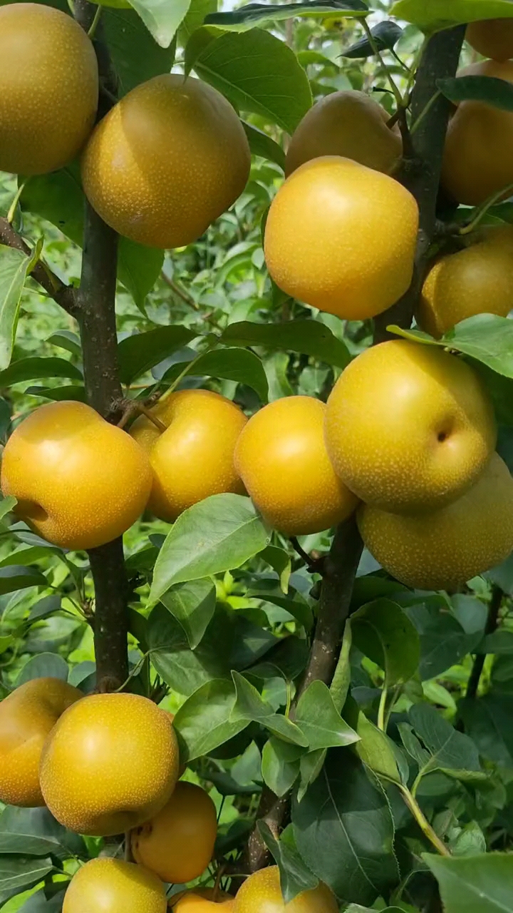 不一样的人生#秋月梨树苗,霜降出圃