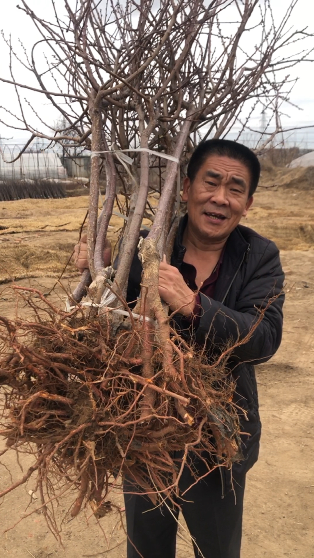 五年生帝王杏种苗