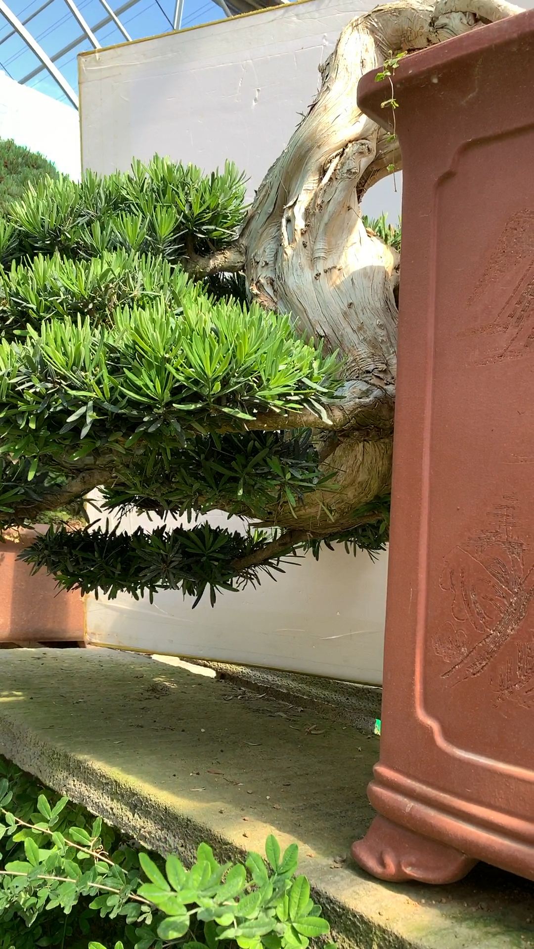 悬崖造型罗汉松盆景