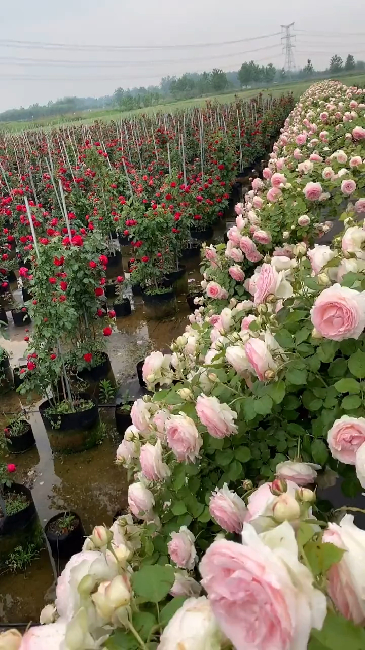 藤本月季粉色龙沙宝石做出的成品拱门,太美了