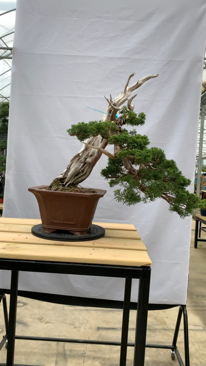 天然舍利系鱼川真柏