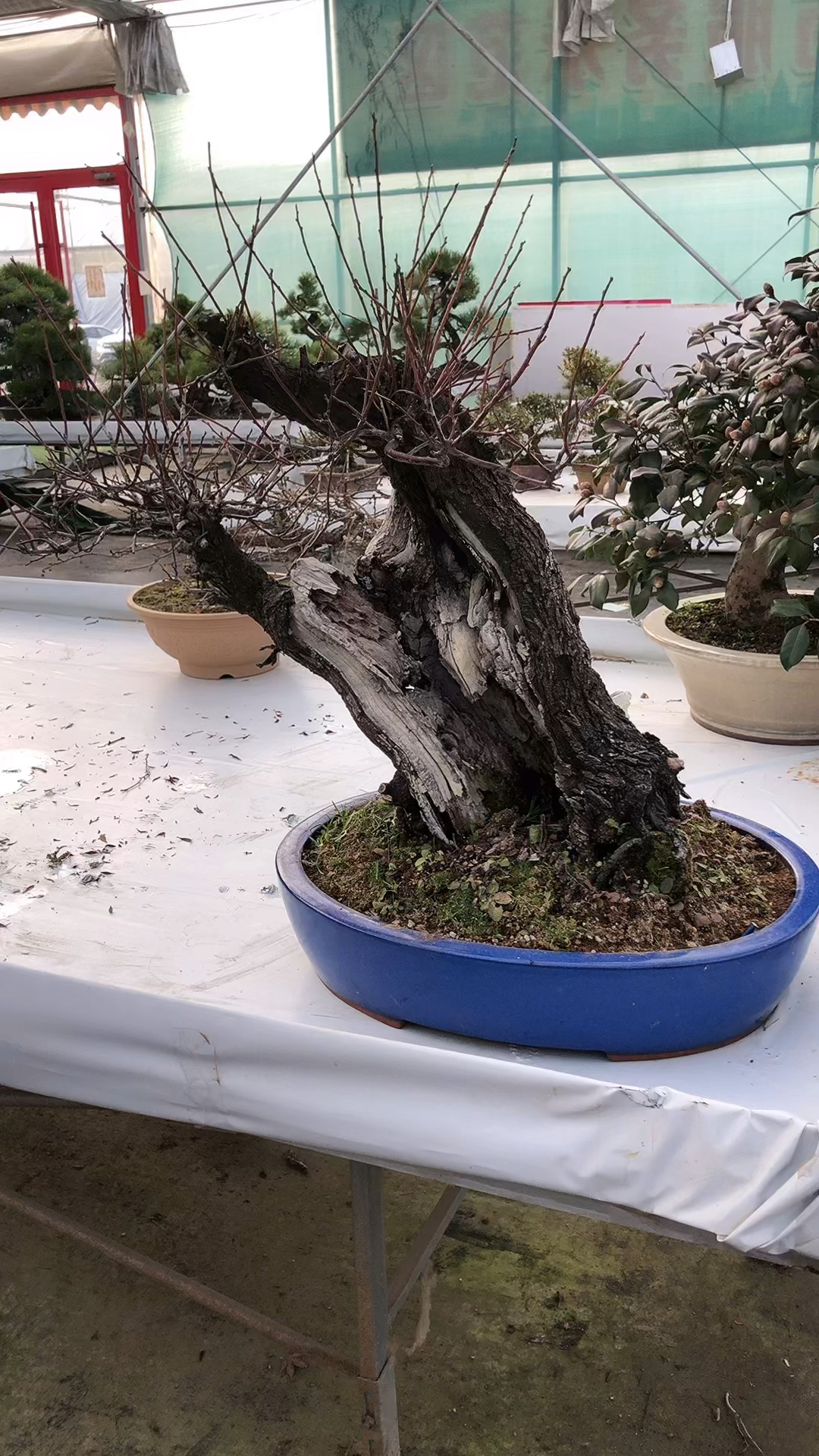 盆景#进口甲州野梅