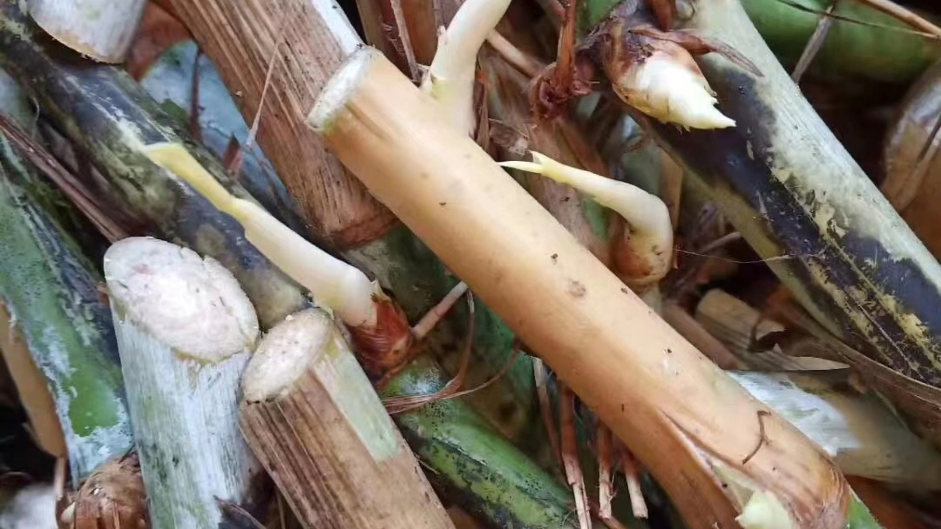 高产牧草种子#高产牧草军粮一号,用种芽种植,长成一片牧草