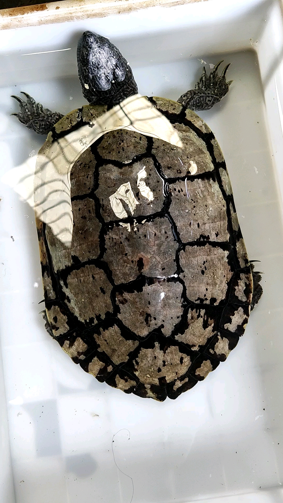 户外抓鱼#精品古巴