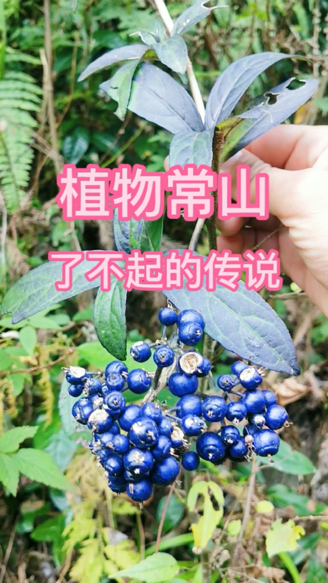 认识中草药这种结蓝色果实的植物叫常山它还有这样一个了不起的传说