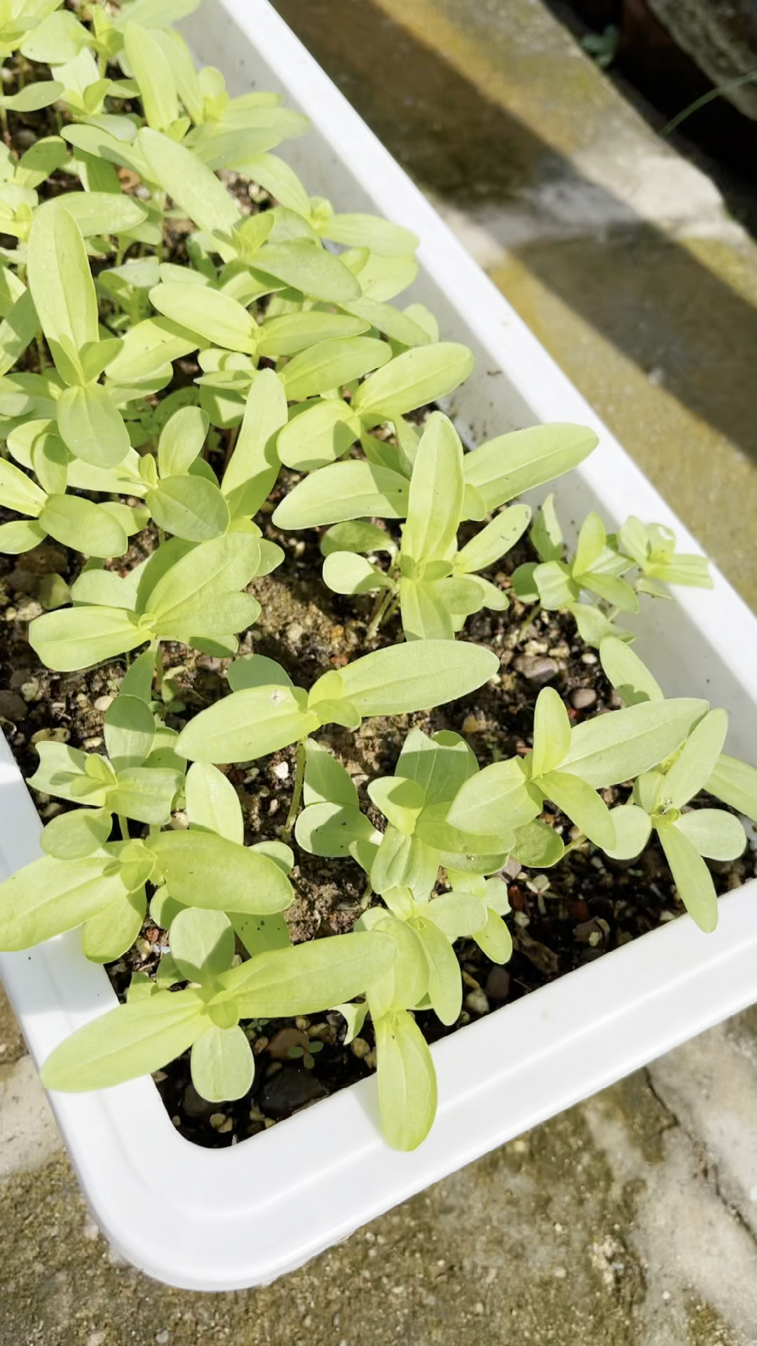 百日草播种的整个过程都要在太阳底下暴晒