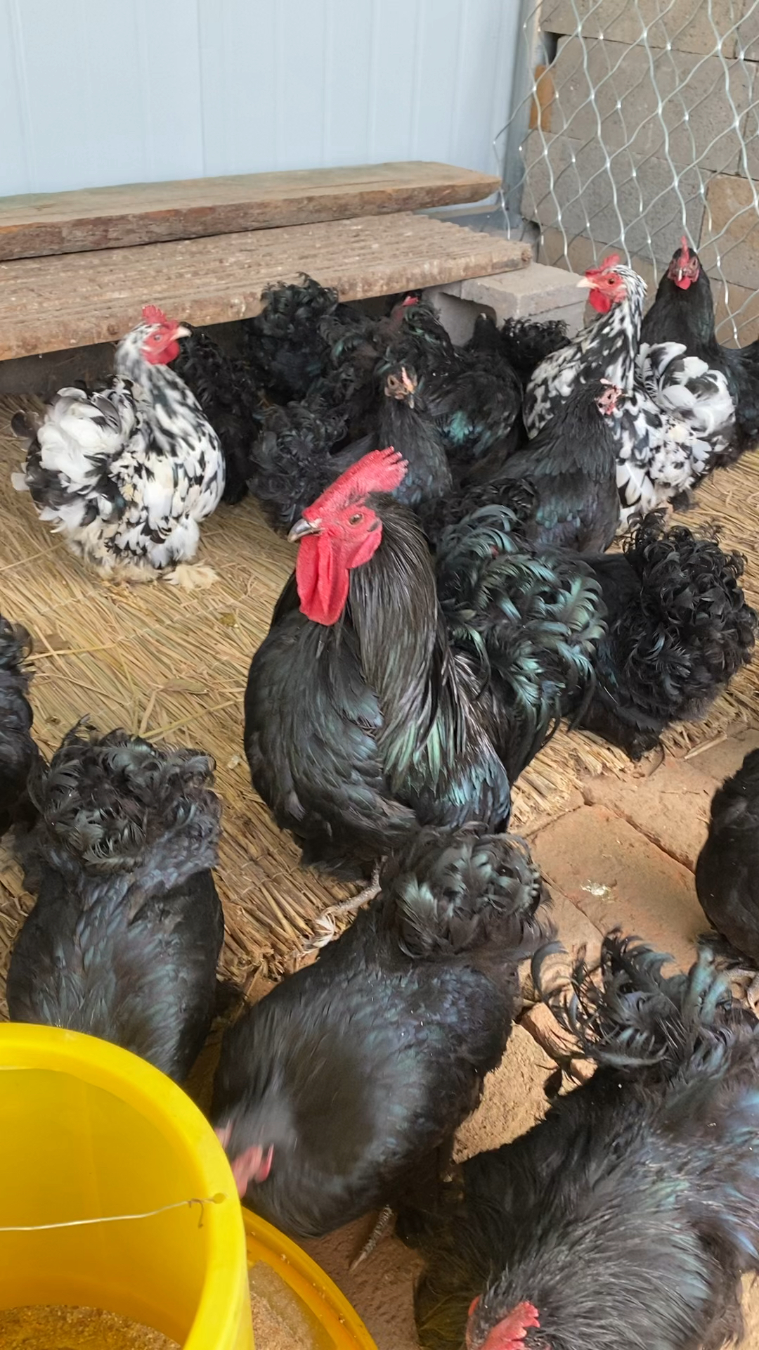 精品黑绣球观赏鸡鸡