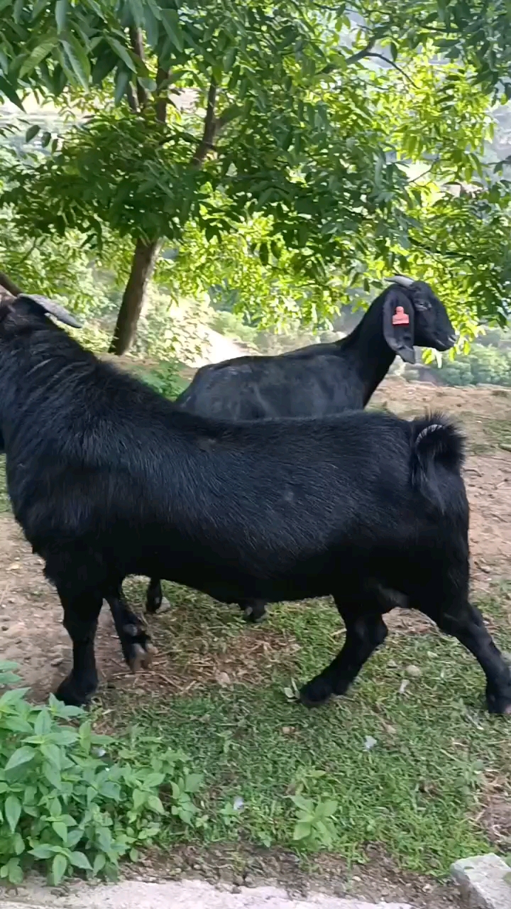努比亚黑山羊适应温度图片