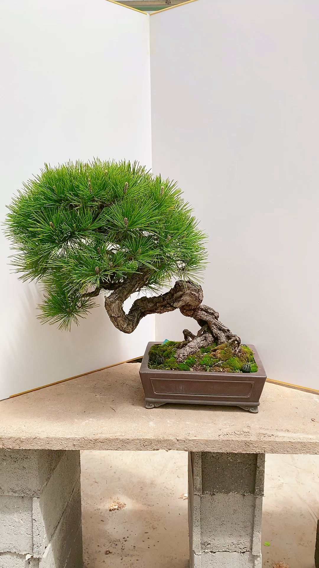 玩盆景,必玩松精品三河黑松