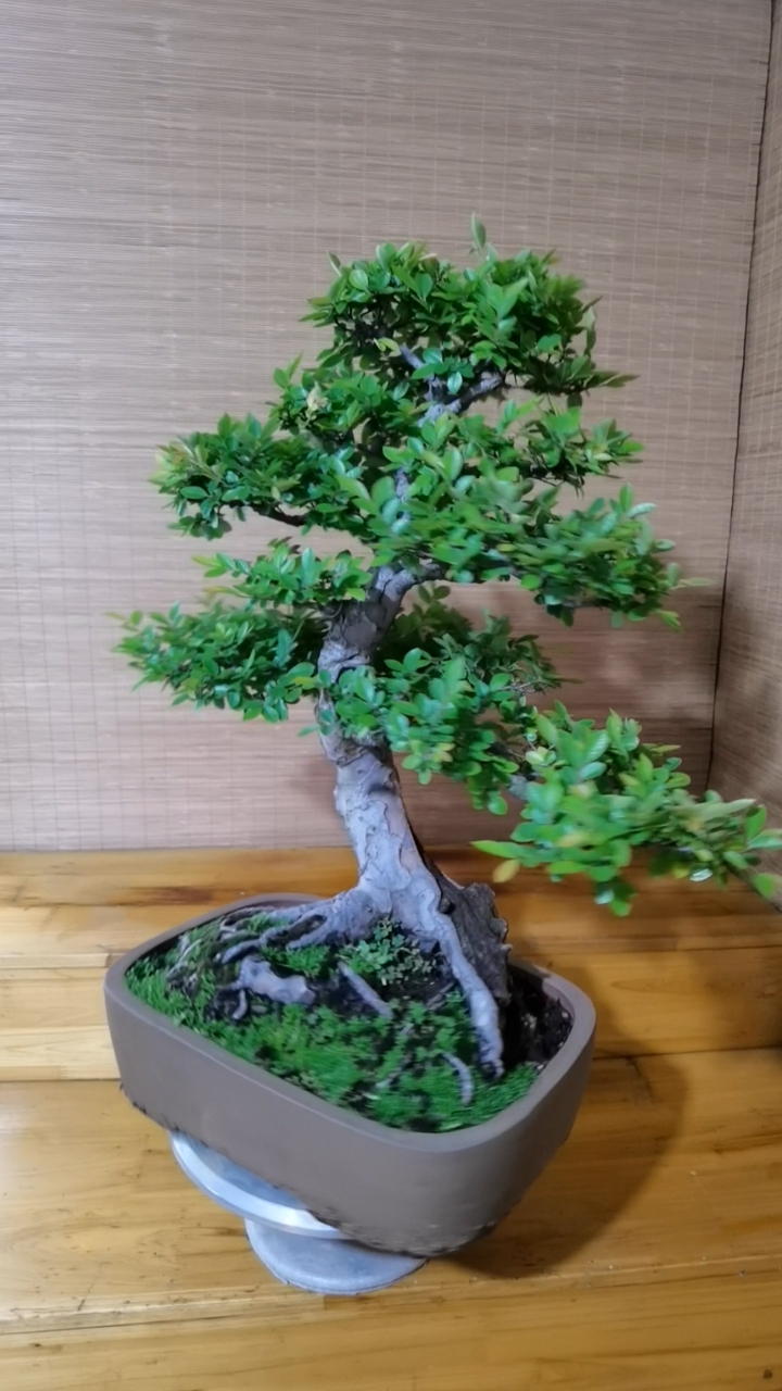 盆景艺术#山采小叶榆树,盆养十几年了,跟盘漂亮,枝条走势到位