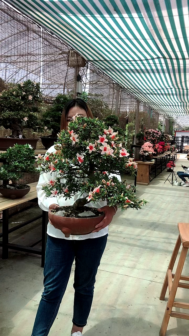 进口杜鹃.日之丸