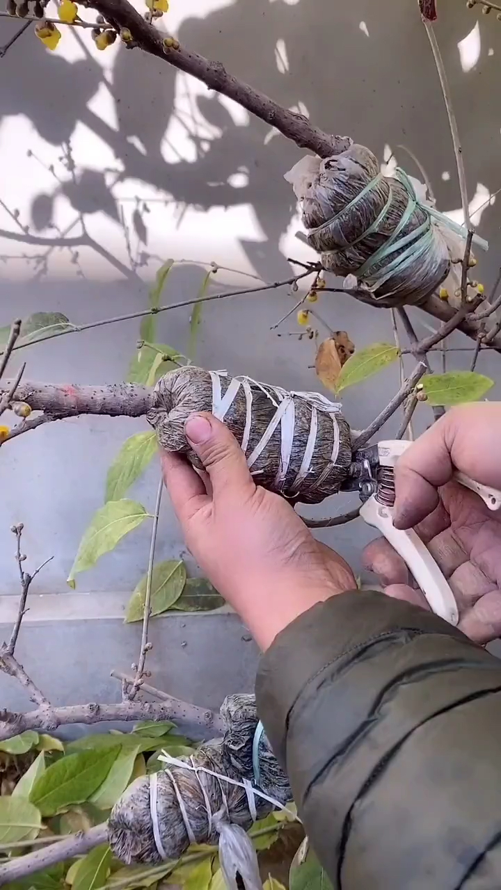 这就是高压嫁接,适合大多数果树繁殖,生根快