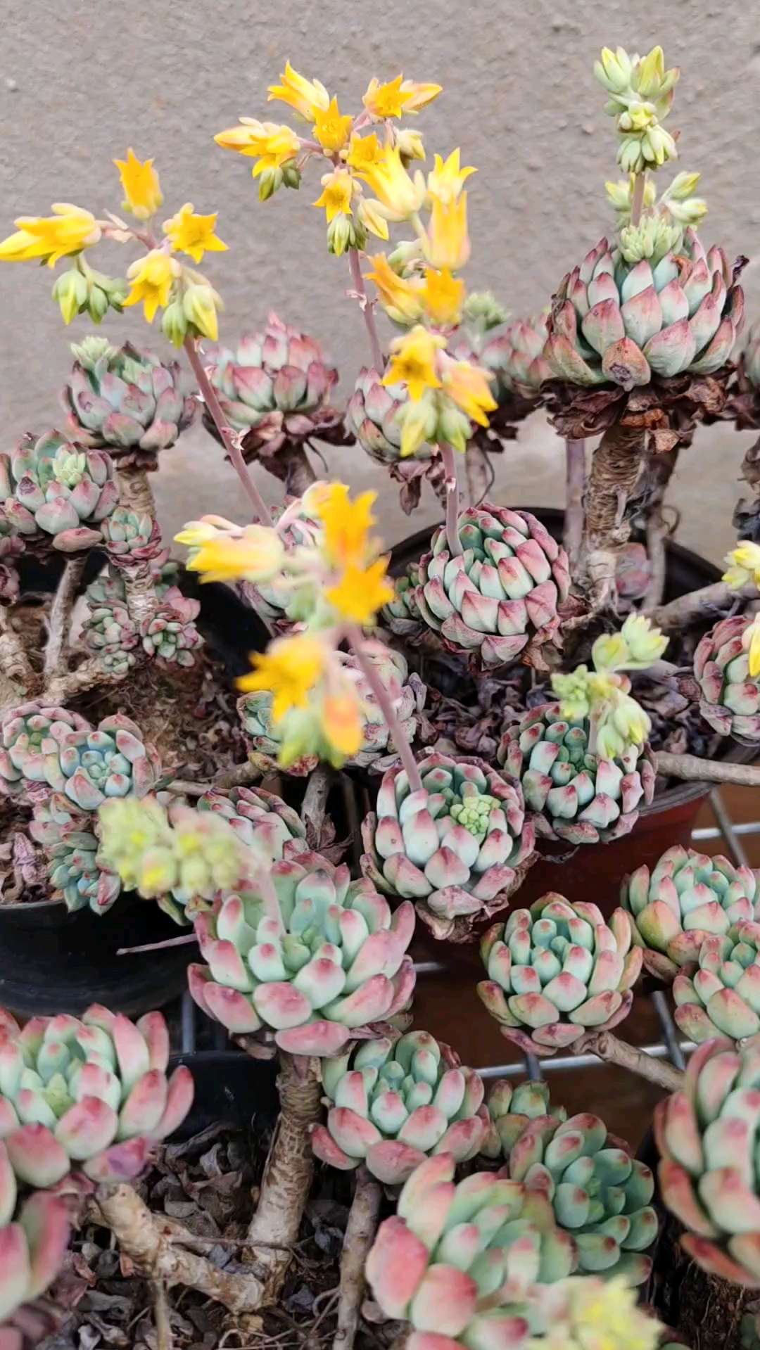 多肉植物#蓝苹果的花原来是这样的,是不是很可爱的样子?