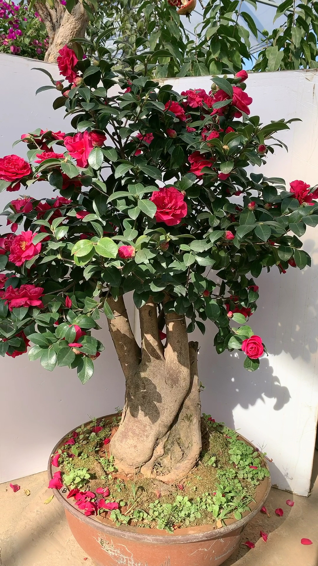 财神茶梅耐寒不怕冻