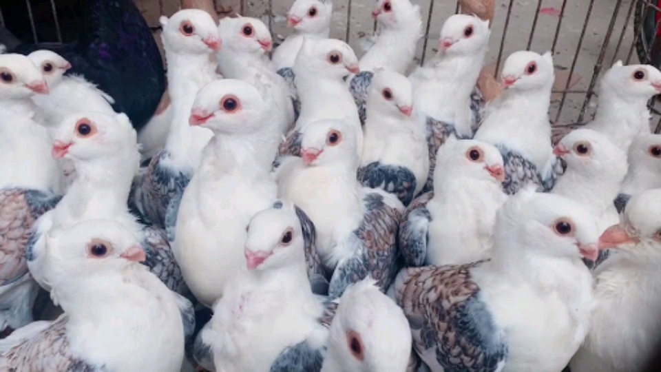 记录生活#鸽子观赏鸽蓝花淑女鸽